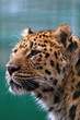 Panthera Pardus Panthera Pardus