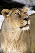 Close Up Portrait of Lion