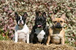 trois bouledogues de couleurs différentes assis ensemble
