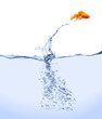 Jumping Goldfish Jumping Goldfish
