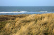 Dunes and sea. Windy day in Netherlands.