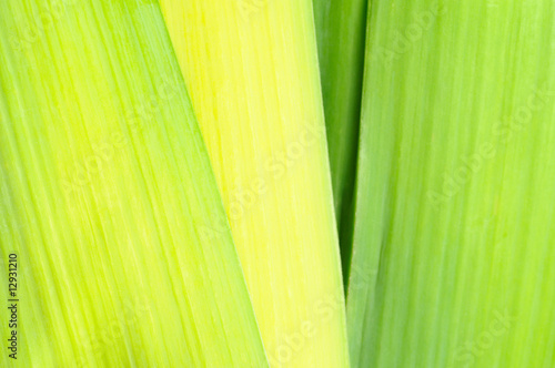 Leek Background