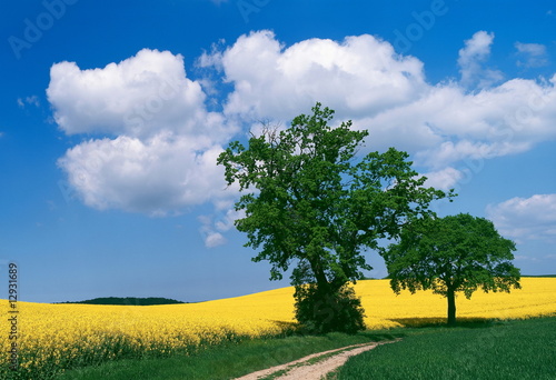 Weg in Landschaft mit Rapsfeld Eiche und grünen Feldern Weg in Landschaft mit Rapsfeld Eiche und grünen Feldern