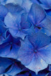 Blue flowers