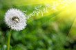 spring dandelion