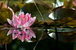 Seerose