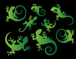 Gekko Collection