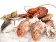 Frischer Fisch auf Eis