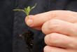 Tomatenpflanze - tomato plant 25