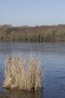 a lake with plants in ice