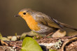 Rouge-gorge