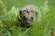 Igel