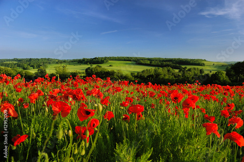 Poppy Field