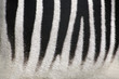 Photo of  Zebra Skin Texture