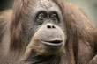 Portrair of Monkey Close Up Portrair of Monkey Close Up