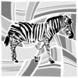zebra design vector