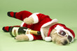 Small Dog In Santa Costume Lying Down With Champagne and Shades