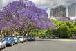 Photo: Jacarandá en flor Jacarandá en flor