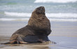 Sealion posing