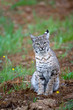 Bobcat in Spring Bobcat in Spring