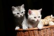 Foto: Tommy & Lilly Tommy & Lilly
