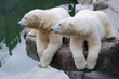 Eisbären synchroner Seitenblick