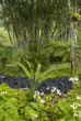 France, Martinique, jardin de Balata France, Martinique, jardin de Balata
