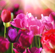 Beautiful spring flower
