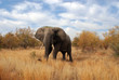 Big elephant in Kruger park South Africa Big elephant in Kruger park South Africa