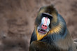 colorful mandrill