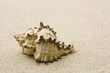 Muschel im Sand