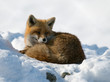 Fuchs - Liegend