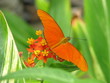 Schmetterling
