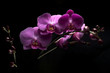 Orchidea Phalaenopsis