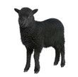 Young Ouessant ram (1 month old)