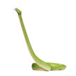 green tree python - Morelia viridis (5 years old)
