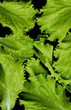 Freash salad on black
