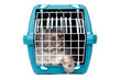 Cat in transport box