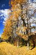 autumn in City