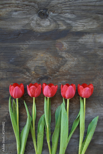 Photo: tidy tulips on a old wood background tidy tulips on a old wood background