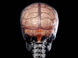 Video: Skull Brain Spinning 360 Skull Brain Spinning 360