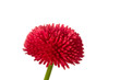 Rotes Gänseblümchen (Bellis)