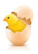 Illustration: cracked hen's egg with chicken baby inside cracked hen's egg with chicken baby inside