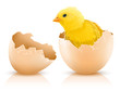 Illustration: cracked hen's egg with chicken baby inside cracked hen's egg with chicken baby inside