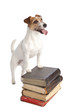 jack russell terrier standing