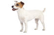 jack russell terrier standing