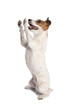 jack russell terrier standing
