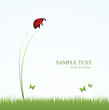 Ladybird in the grass