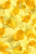 Daffodils background vertical
