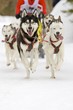 sled dogs